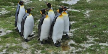 Morgan Stanley questioned by US House panel over Zijin Gold IPO in Hong Kong – Reuters