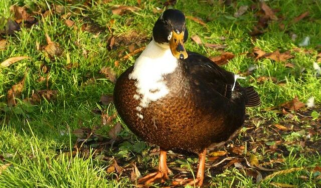 World Cup hype collides with the reality of cartel violence in the Mexican state of Jalisco – abcnews.go.com