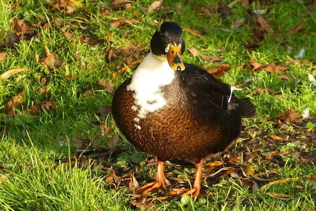 World Cup hype collides with the reality of cartel violence in the Mexican state of Jalisco – abcnews.go.com