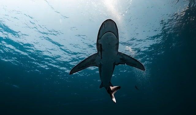 Ghost Shark Factory Opens in Sydney — First Vehicle Off the Line Ahead of Schedule, Ready for Undersea Acceptance Testing – Anduril