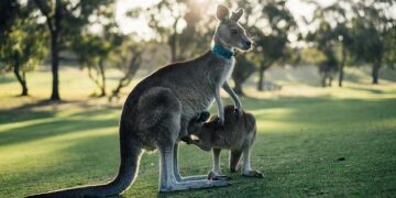 Victoria Mboko’s Historic Montreal Title Run By the Numbers – Tennis Canada