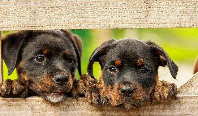 BRB weighs new bid for Master after Brazil central bank blocks deal, source says – Reuters