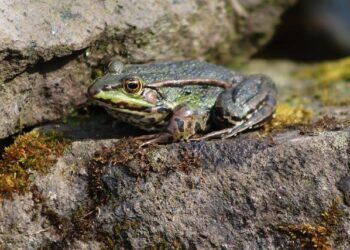 GlobalFoundries Buys Singapore’s AMF To Beef Up Technology Used In AI Data Centers: Stock Slips Premarket – Stocktwits
