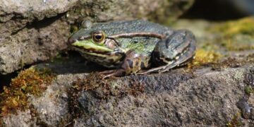 GlobalFoundries Buys Singapore’s AMF To Beef Up Technology Used In AI Data Centers: Stock Slips Premarket – Stocktwits