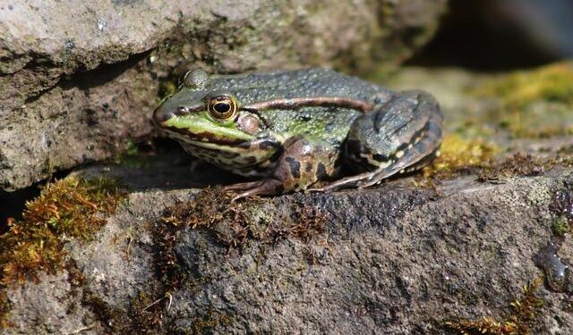 GlobalFoundries Buys Singapore’s AMF To Beef Up Technology Used In AI Data Centers: Stock Slips Premarket – Stocktwits