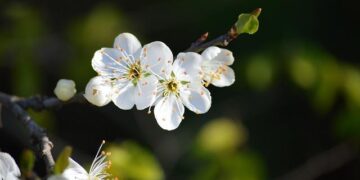 People enjoy spring blossoms in Xi’an – Xinhua