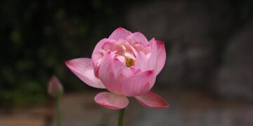 View of Baotu Spring in Jinan, China’s Shandong – Xinhua