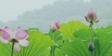 Hangzhou Emerges as China’s AI Powerhouse Amid Global Rivalry – WebProNews