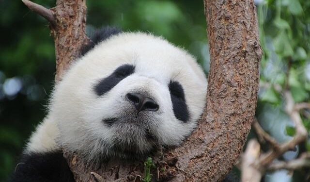 Two giant pandas welcome their first visitors at new home in Harbin – China Daily