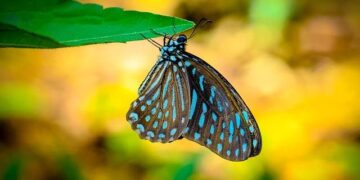 Hop Wong Obituary – Keller, TX – Dignity Memorial