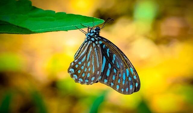 Hop Wong Obituary – Keller, TX – Dignity Memorial