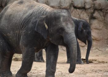 GLOBALink | Feel the African vibes in Changsha – Xinhua