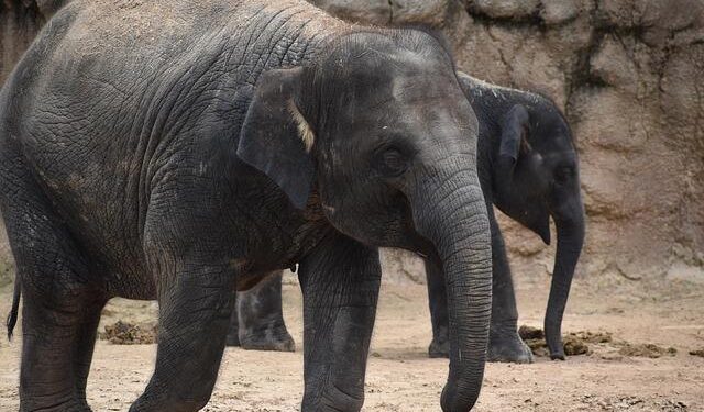 GLOBALink | Feel the African vibes in Changsha – Xinhua