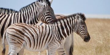 An anti-migrant group in South Africa is blocking foreigners from health clinics – AP News