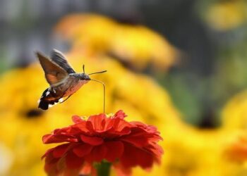 Fukuoka SoftBank HAWKS create a new way of watching baseball with Azure AI Services – Microsoft