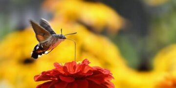 Fukuoka SoftBank HAWKS create a new way of watching baseball with Azure AI Services – Microsoft