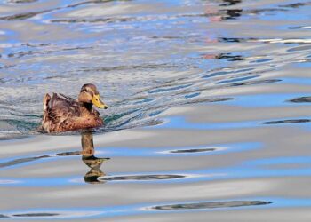 5 quacks caught practising allopathy illegally – Times of India