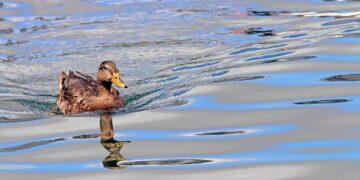 5 quacks caught practising allopathy illegally – Times of India