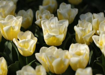 The Netherlands at the 2025 Kunming International Flower Expo – Agroberichten Buitenland