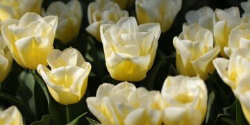 The Netherlands at the 2025 Kunming International Flower Expo – Agroberichten Buitenland