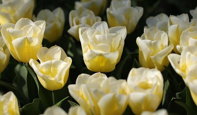 The Netherlands at the 2025 Kunming International Flower Expo – Agroberichten Buitenland