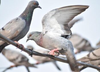 WIS | News | 2025-09 | WIS 2.0 Training Workshop in Guangzhou, China – World Meteorological Organization WMO