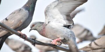 WIS | News | 2025-09 | WIS 2.0 Training Workshop in Guangzhou, China – World Meteorological Organization WMO