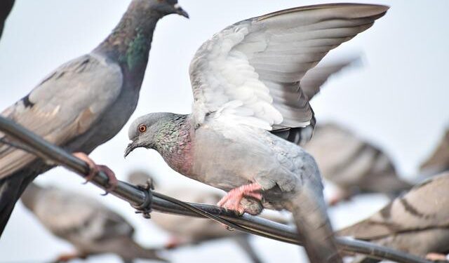 WIS | News | 2025-09 | WIS 2.0 Training Workshop in Guangzhou, China – World Meteorological Organization WMO