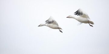 I moved to Canada to escape corporate America. My nervous system is better off, but there are certain things I miss. – Business Insider