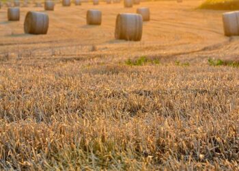 Post-harvest losses in Kano dropped by 51%: Official – Peoples Gazette Nigeria