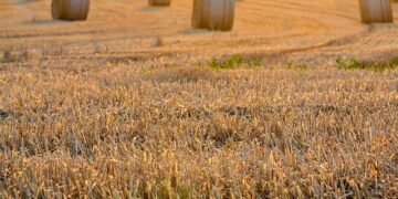 Post-harvest losses in Kano dropped by 51%: Official – Peoples Gazette Nigeria