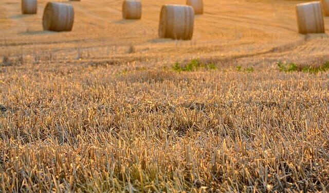Post-harvest losses in Kano dropped by 51%: Official – Peoples Gazette Nigeria