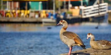 In This Storied Egyptian City, Rising Seas are Causing Buildings to Crumble – Yale E360