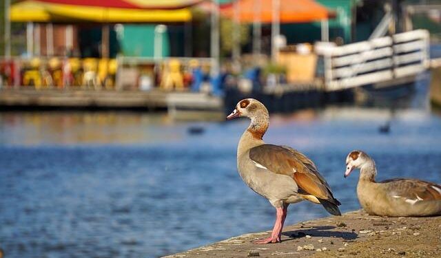 In This Storied Egyptian City, Rising Seas are Causing Buildings to Crumble – Yale E360