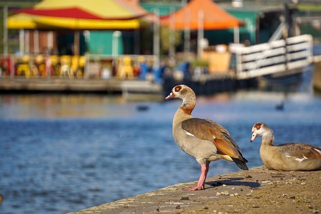 In This Storied Egyptian City, Rising Seas are Causing Buildings to Crumble – Yale E360