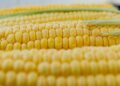 Severe drought forces corn farmers in China’s east to delay planting – Reuters