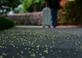 Osmanthus flowers enter blooming period in Hangzhou, China’s Zhejiang – People’s Daily Online
