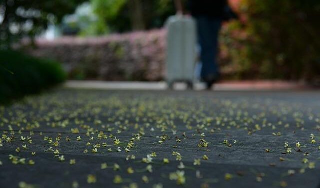 Osmanthus flowers enter blooming period in Hangzhou, China’s Zhejiang – People’s Daily Online