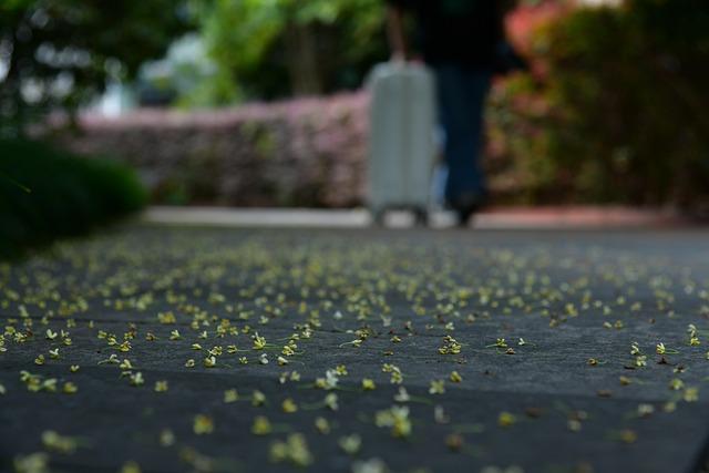 Osmanthus flowers enter blooming period in Hangzhou, China’s Zhejiang – People’s Daily Online