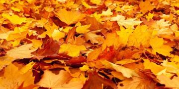 FCT Ground Rent: Wike revokes over 1,000 property titles in Abuja – Peoples Gazette Nigeria