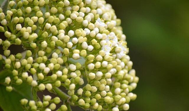 ‘A gathering oasis’: Elder Rasband dedicates the Abidjan Ivory Coast Temple – Church News