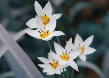 Tulip Siddiq given jail sentence in Bangladesh after trial in her absence – Saudi Gazette