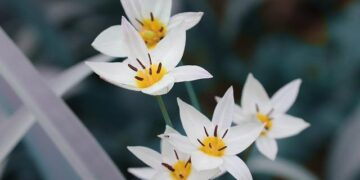 Tulip Siddiq given jail sentence in Bangladesh after trial in her absence – Saudi Gazette