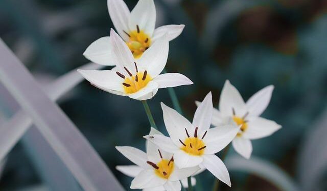 Tulip Siddiq given jail sentence in Bangladesh after trial in her absence – Saudi Gazette