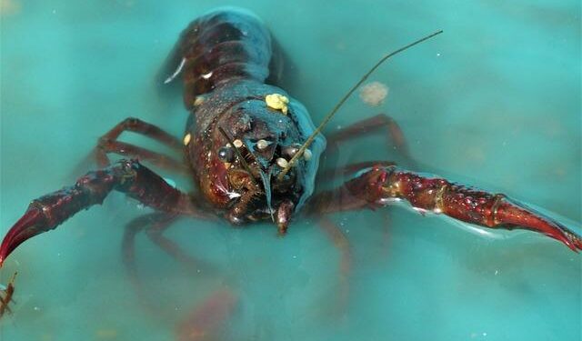 Seafood Expo Global Launches New Aquaculture Innovation Pavilion Set to Debut at the 2026 Edition in Barcelona, Spain – Seafood Expo