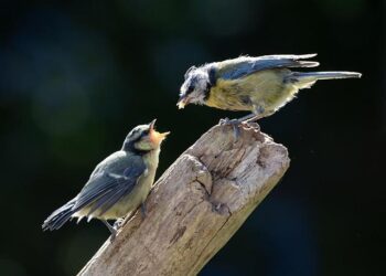 Sneak peek: Chick-fil-A’s first Singapore store opening Dec 11 at Bugis+ with exclusive spicy sauce and more – CNA Lifestyle