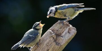 Sneak peek: Chick-fil-A’s first Singapore store opening Dec 11 at Bugis+ with exclusive spicy sauce and more – CNA Lifestyle