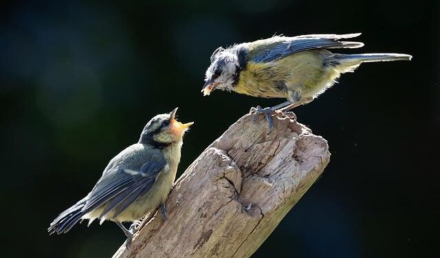 Sneak peek: Chick-fil-A’s first Singapore store opening Dec 11 at Bugis+ with exclusive spicy sauce and more – CNA Lifestyle