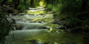 IOC Honorary President for Life Bach explores Foshan’s culture and sports – Guangdong News