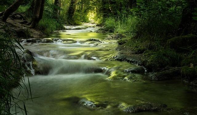 IOC Honorary President for Life Bach explores Foshan’s culture and sports – Guangdong News